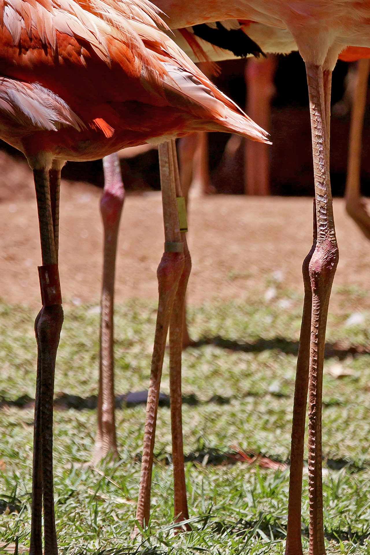Las medias de los flamencos