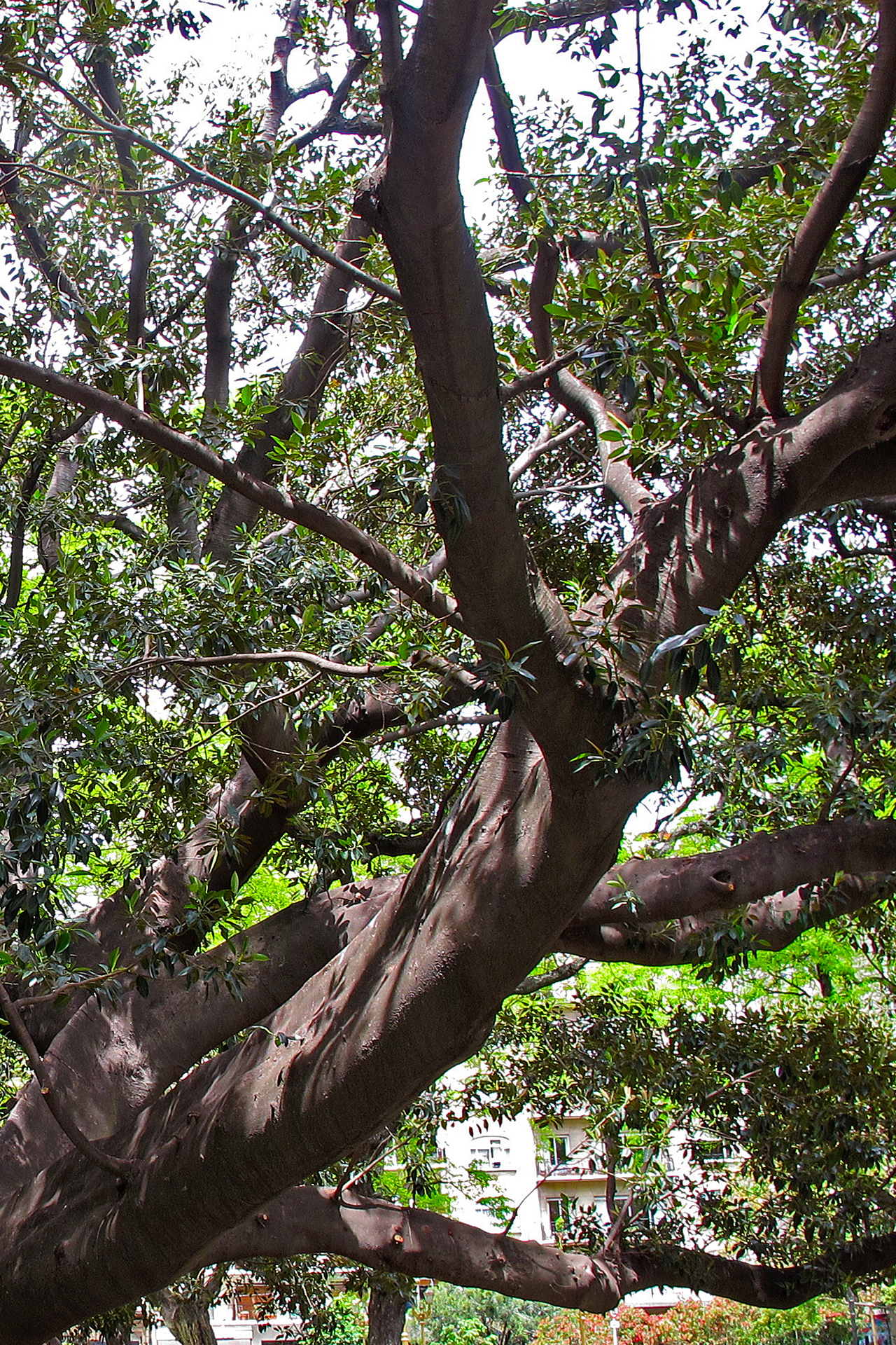 ep3-arboles-ombu-vert